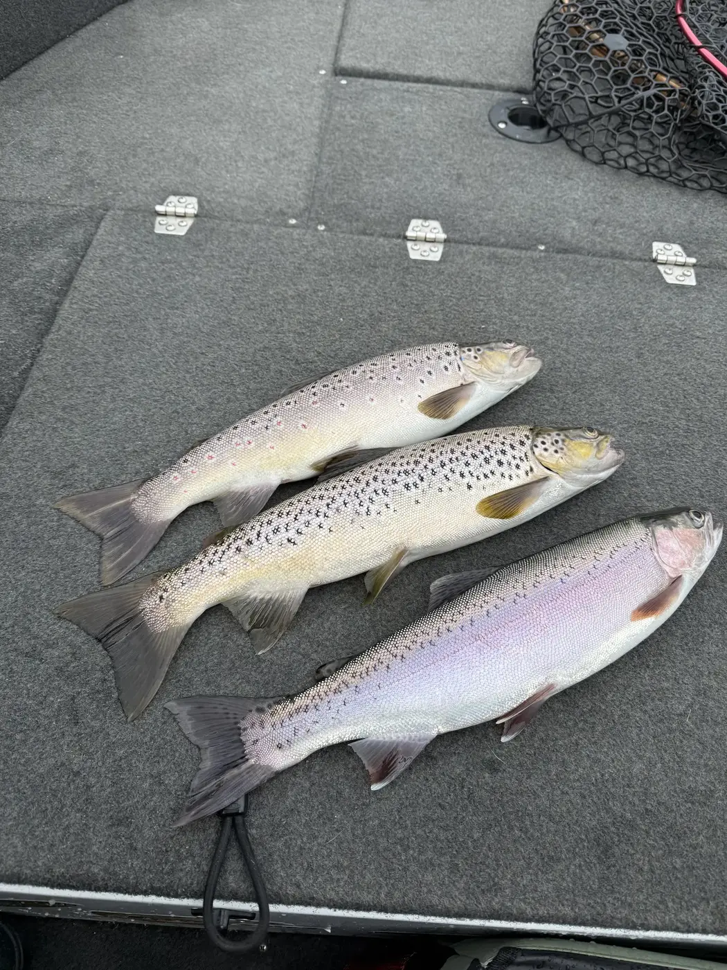 Brown Trout Guide