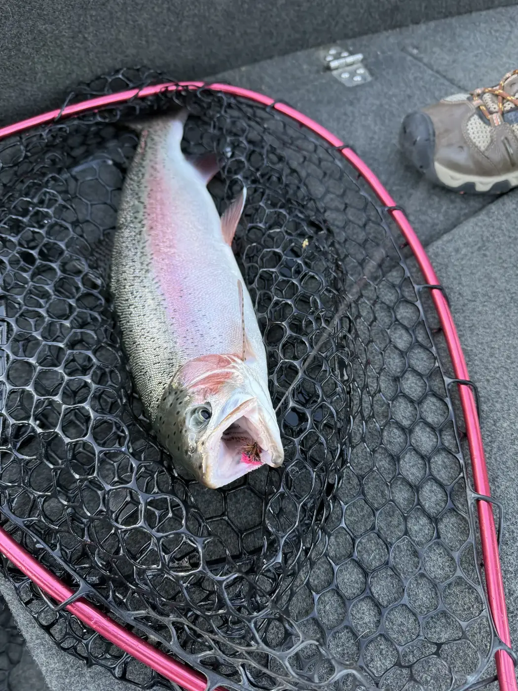 Thredbo River Fly Fishing Guide