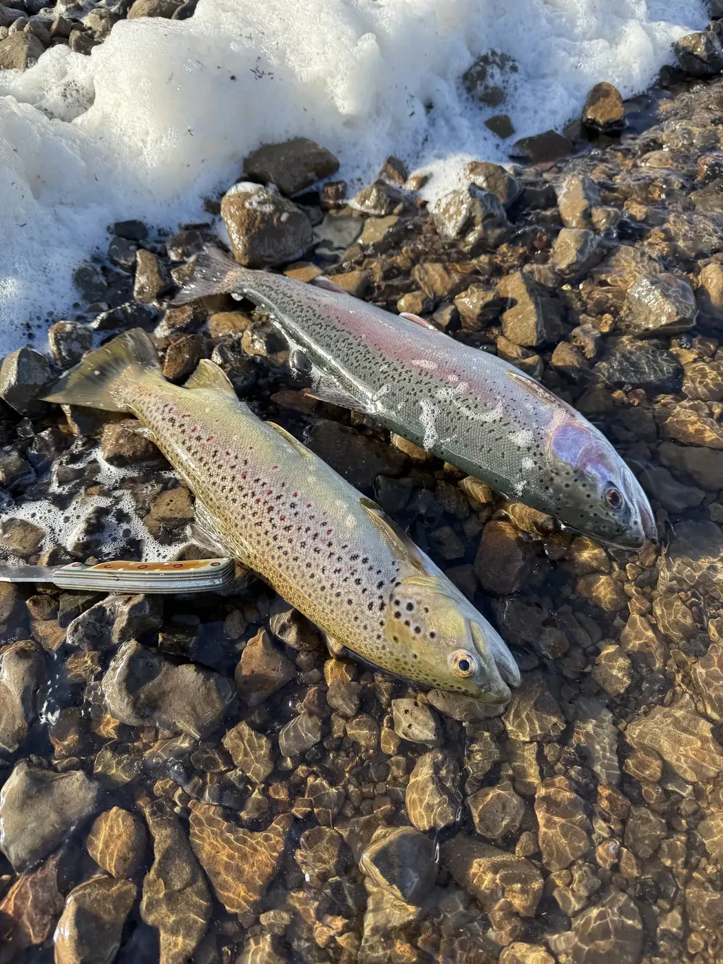 Midge Fishing for Trout