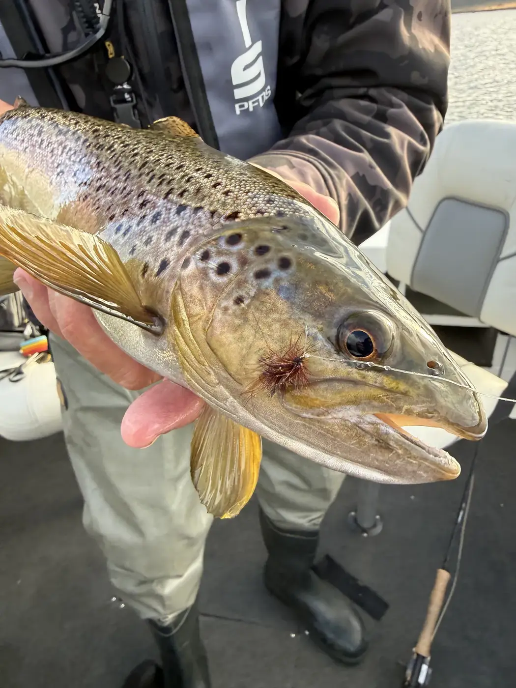 Lure Casting for Trout